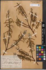Foto von Salix eleagnos Scop.